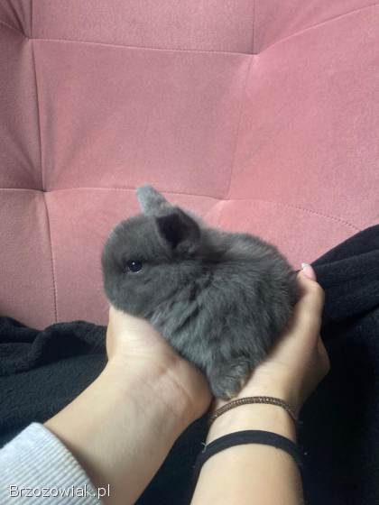 Króliczki Mini Lop