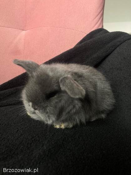 Króliczki Mini Lop