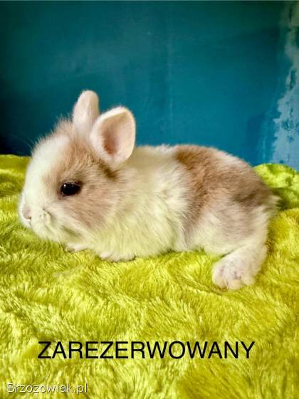 Karzełek Teddy Króliki Miniaturki