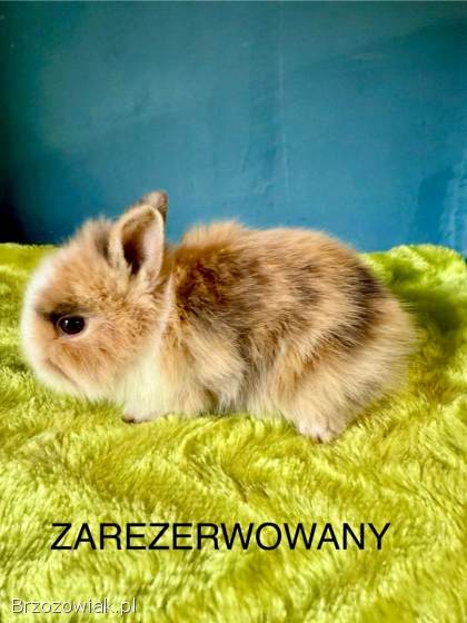 Karzełek Teddy Króliki Miniaturki