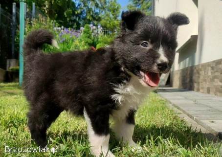 Pies Border Collie -  Rasowy szczeniak z Hodowli,  pełna dok.