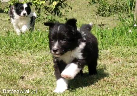 Pies Border Collie -  Rasowy szczeniak z Hodowli,  pełna dok.