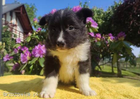 Pies Border Collie -  Rasowy szczeniak z Hodowli,  pełna dok.