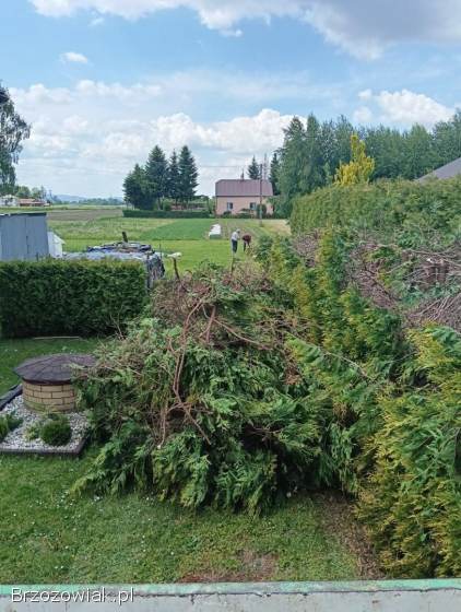 Wycinka tuj koszenie trawy itp
