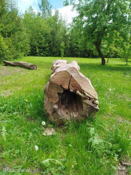 Orzech włoski
