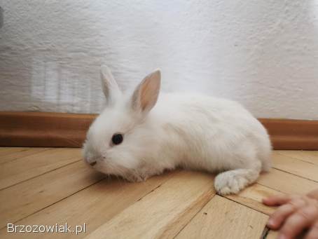 Króliki miniaturki