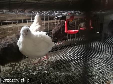 Jajka lęgowe Przepiórka japońska mix kolorów szeki