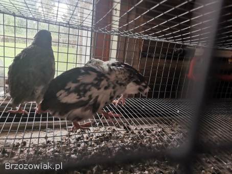 Jajka lęgowe Przepiórka japońska mix kolorów szeki