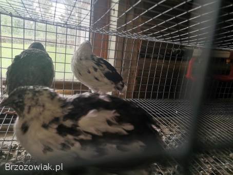 Jajka lęgowe Przepiórka japońska mix kolorów szeki
