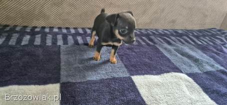 Pinczer miniaturowy