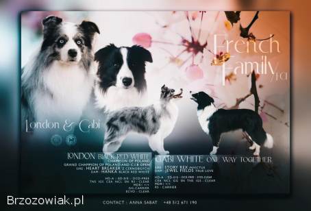 Pies rasy Border Collie FCI
