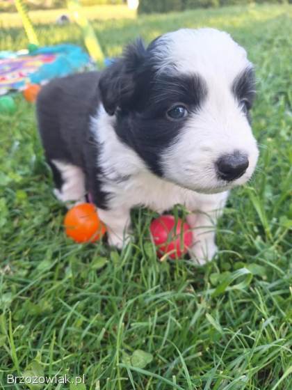 Pies rasy Border Collie FCI