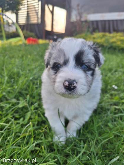 Pies rasy Border Collie FCI