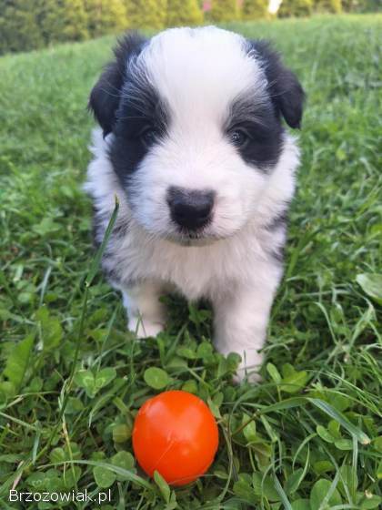 Pies rasy Border Collie FCI