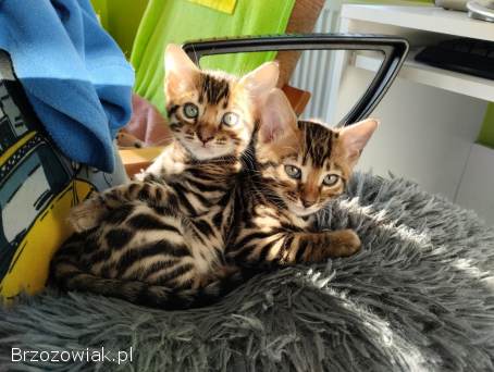 Kot Bengalski Leopardeta -  Apollo,  młody kocurek Felis Polonia FPL