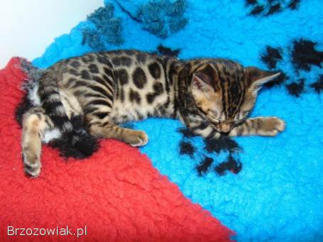 Kot Bengalski Leopardeta -  Apollo,  młody kocurek Felis Polonia FPL