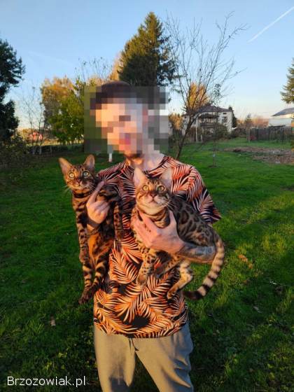Kot Bengalski Leopardeta -  Apollo,  młody kocurek Felis Polonia FPL