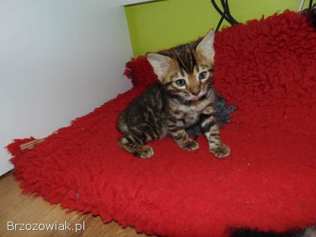 Kot Bengalski Leopardeta -  Apollo,  młody kocurek Felis Polonia FPL