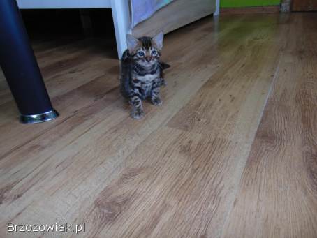 Kot Bengalski Leopardeta -  Apollo,  młody kocurek Felis Polonia FPL