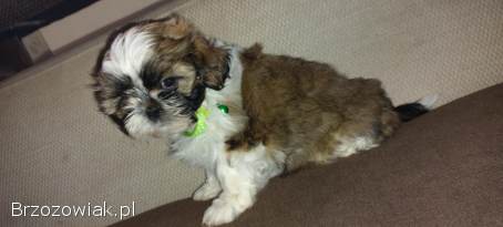 Shih tzu,  z dokumentami,  czysta rasa,  suczki samodzielne gotowe do odbioru