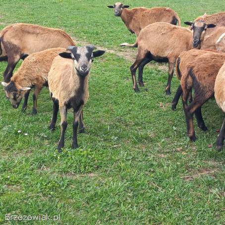 Sprzedam barany