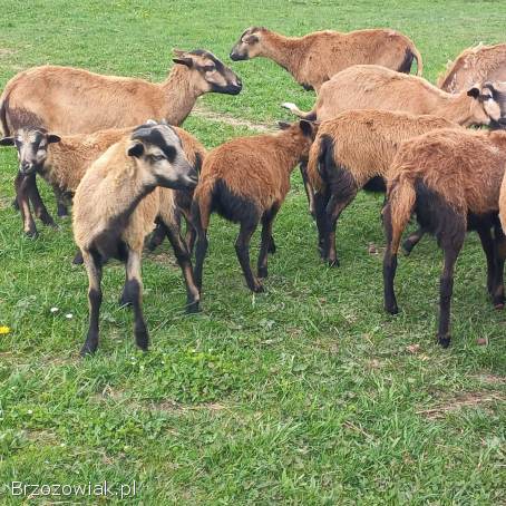 Sprzedam barany