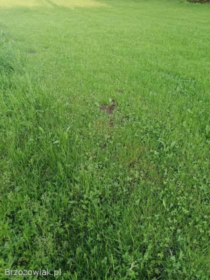 Koszenie traw,  trawników,  przycinanie tui,  wertykulator,  prace porządkowe