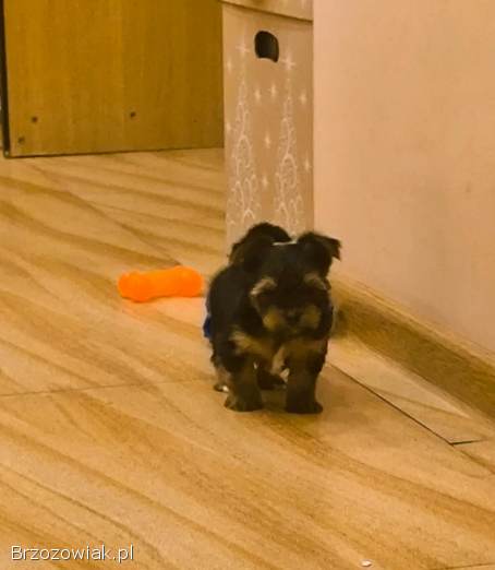Yorkshire terrier z rodowodem