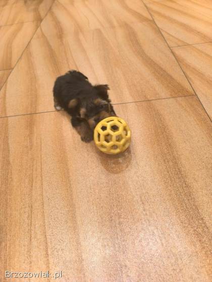 Yorkshire terrier z rodowodem