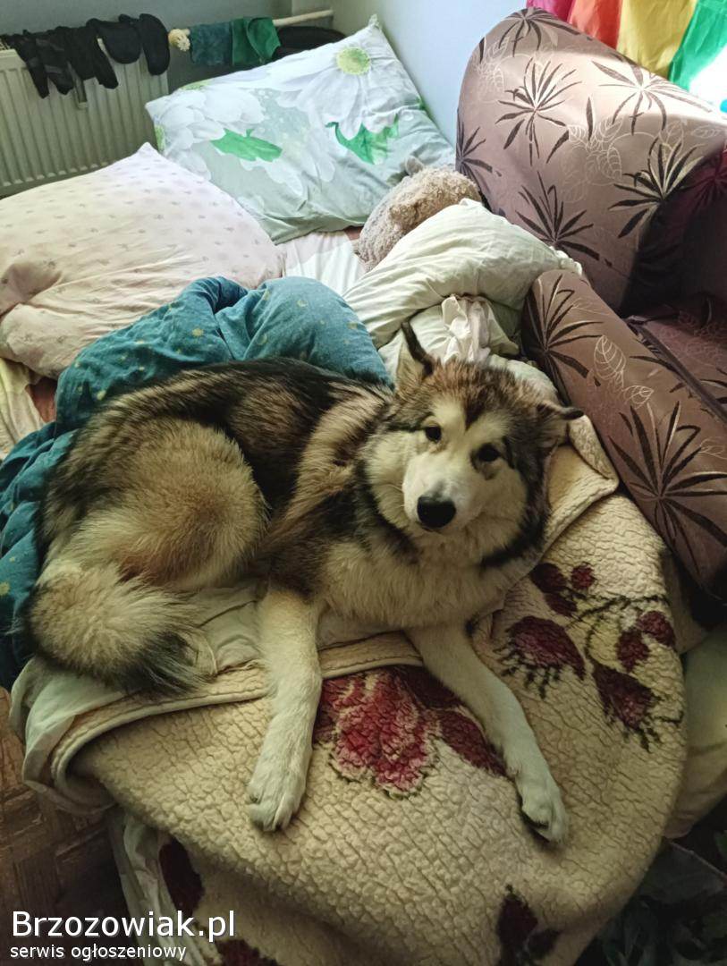Szukam dobrego domu dla Diany – 12-miesięcznej suni rasy alaskan malamute 🌨