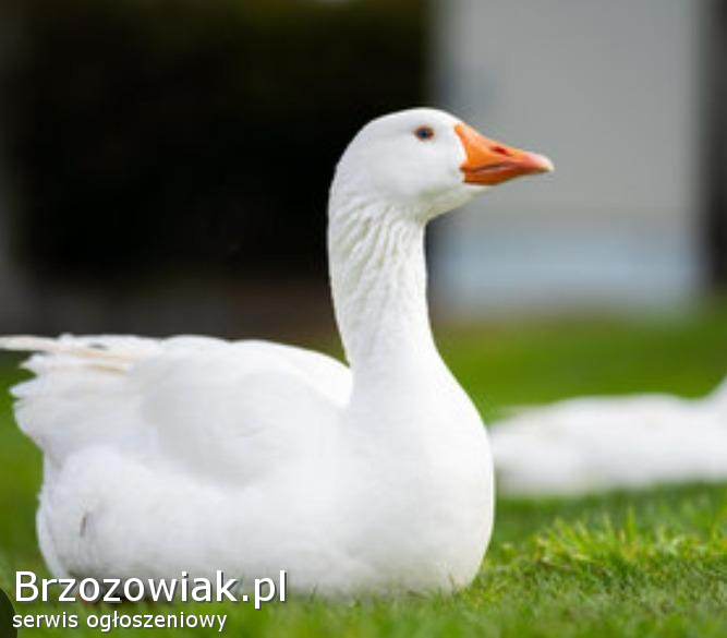 Gęsi