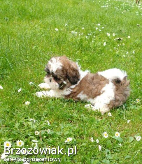 Suczki shih TZU,  rasowe z dokumentami,