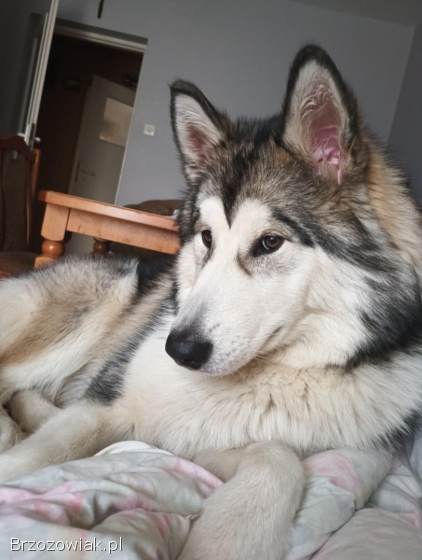 Szukam dobrego domu dla Diany – 12-miesięcznej suni rasy alaskan malamute 🌨