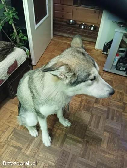Szukam dobrego domu dla Diany – 12-miesięcznej suni rasy alaskan malamute 🌨