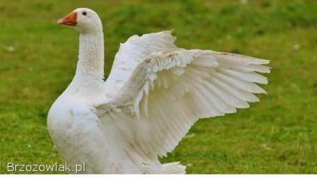 Gęsi