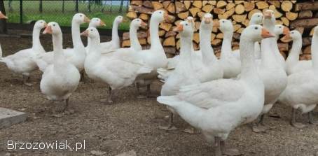 Gęsi