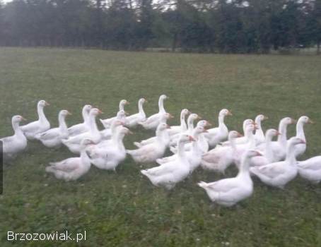 Gęsi