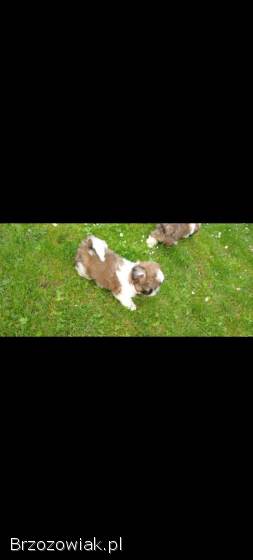 Suczki shih TZU,  rasowe z dokumentami,