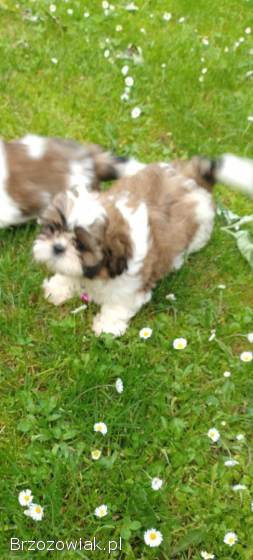 Suczki shih TZU,  rasowe z dokumentami,