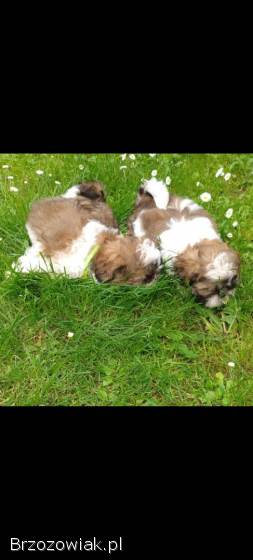 Suczki shih TZU,  rasowe z dokumentami,