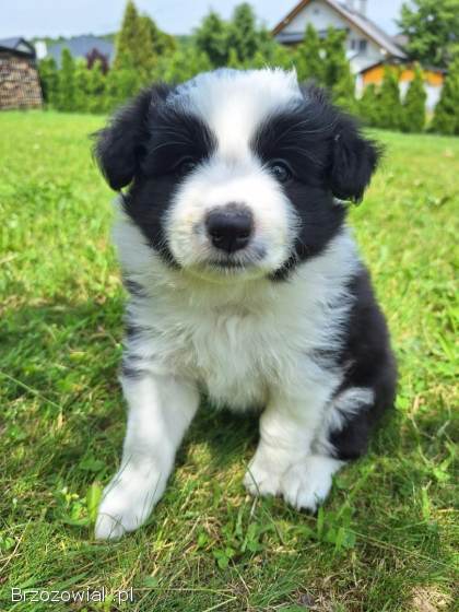 Pies rasy Border Collie FCI