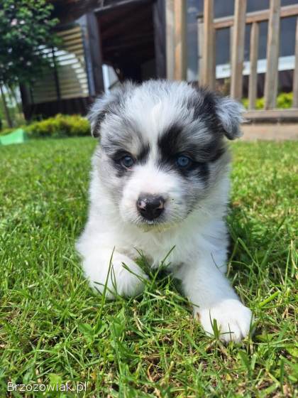 Pies rasy Border Collie FCI