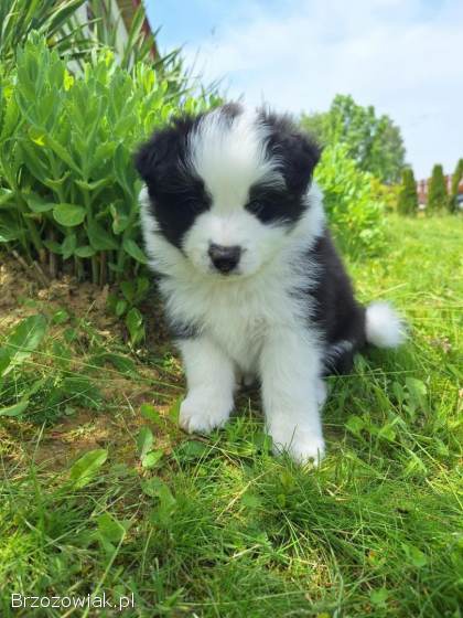 Pies rasy Border Collie FCI