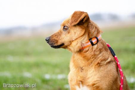 Rożek -  cudowny psiak szuka pilnie kochajacego domu!