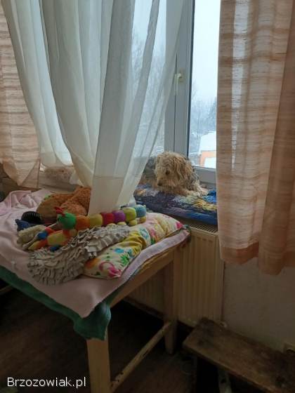 Domek,  część,  mieszkanie -  parter