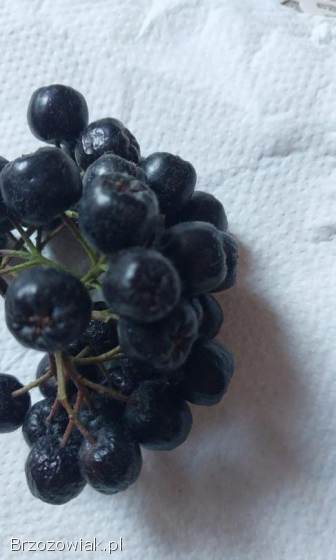 Aronia owocująca