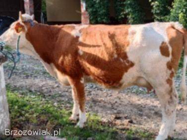 Sprzedam młodą,  spokojną krowę!