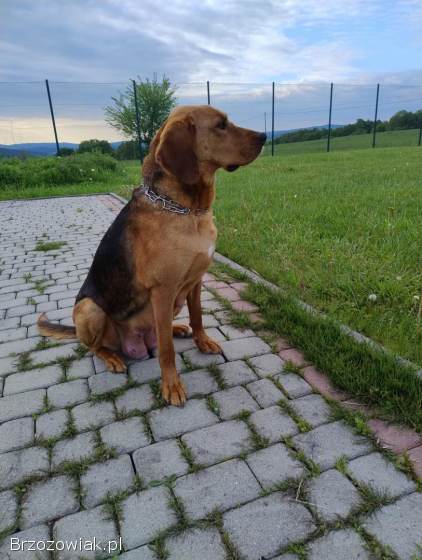 Szczenięta Ogar Polski