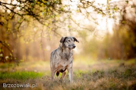 Karinka -  skrzywdzona przez człowieka,  delikatna sunieczka