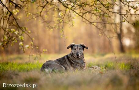 Karinka -  skrzywdzona przez człowieka,  delikatna sunieczka